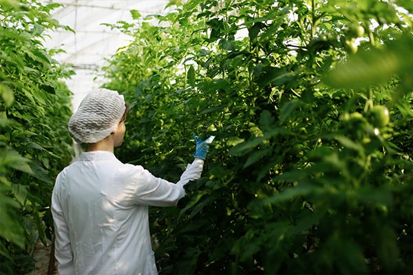 Woman in lab coat inspects greenhouse plants