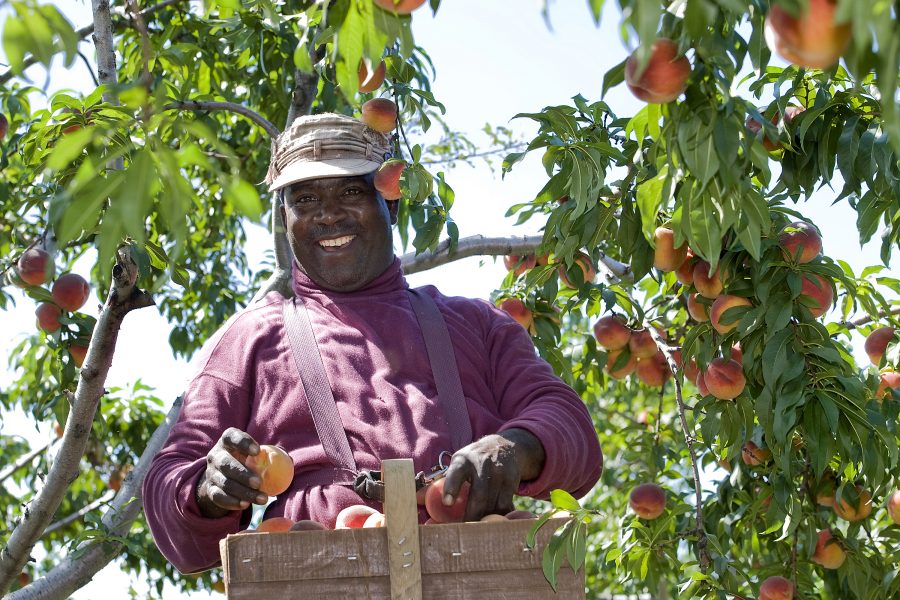 Feuillet d’information – Programme des travailleurs agricoles saisonniers : 10 mythes et réalités