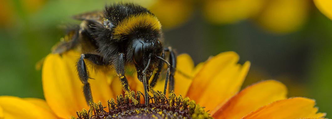 De nouvelles publications encouragent la santé de l’abeille à miel au Canada