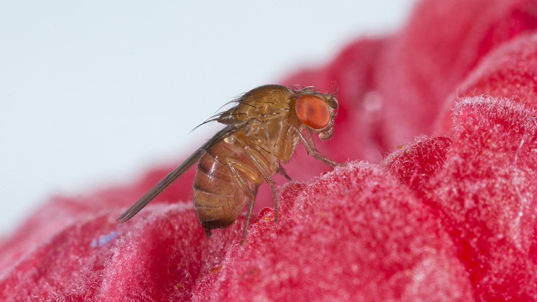 close up of spotted wing drosophila on rasberry