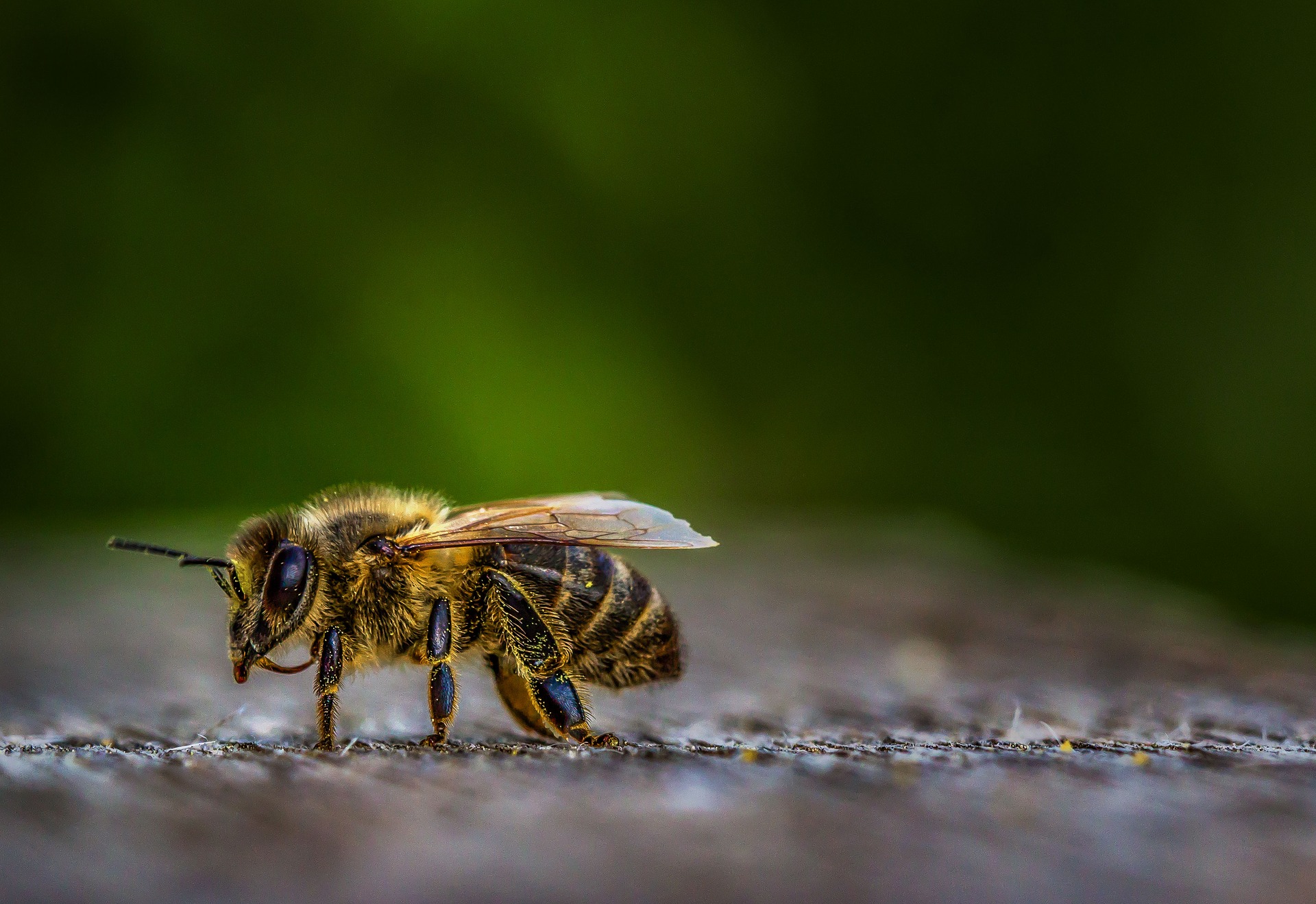Restriction of Neonicotinoid Uses to Take Effect in 2021